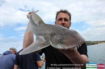 4 lb Starry Smooth-hound by Mark