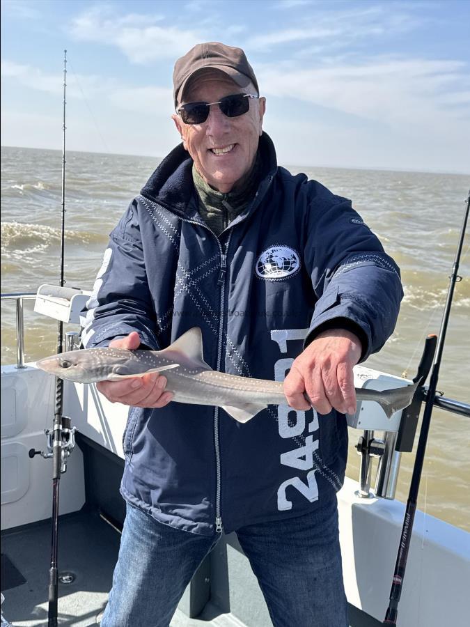 5 lb Smooth-hound by Don