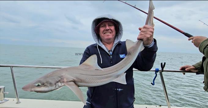 13 lb Smooth-hound by Gaz