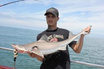 11 lb Starry Smooth-hound by Dave