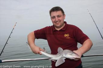 7 lb Starry Smooth-hound by Shaggy