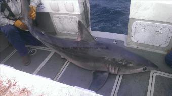 153 lb Porbeagle by Andy Truelove