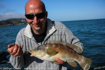 2 lb Ballan Wrasse by Peter