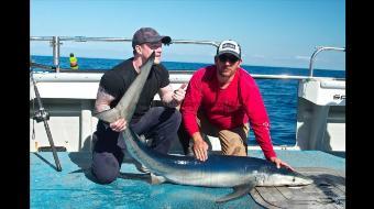 75 lb Blue Shark by Kevin McKie