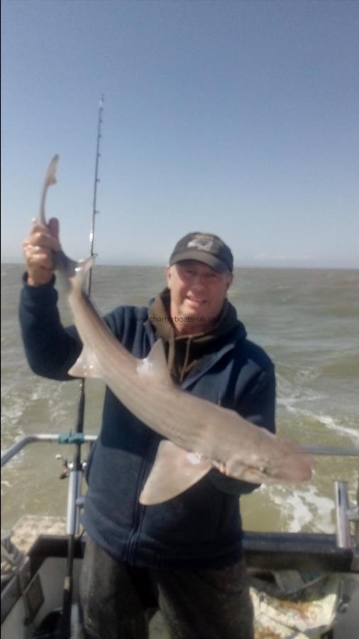 2 oz Smooth-hound by Unknown
