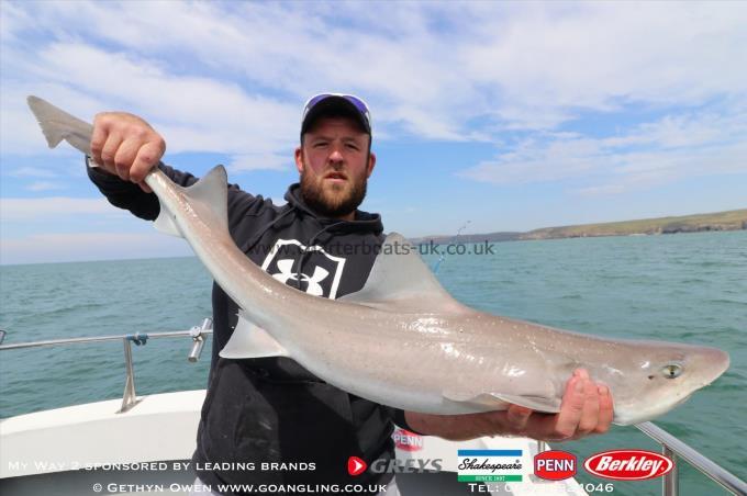 10 lb Starry Smooth-hound by Ritchie