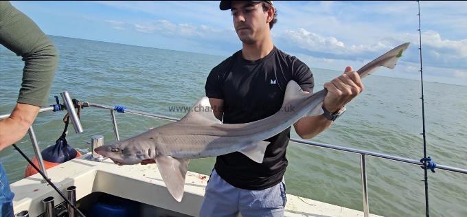 6 lb Starry Smooth-hound by Unknown