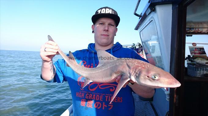 7 lb 8 oz Smooth-hound (Common) by Gary from Hertfordshire