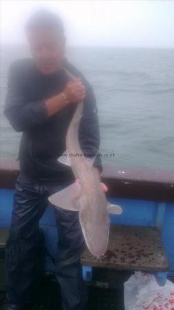 6 lb 8 oz Starry Smooth-hound by john from broadstairs