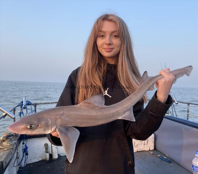 5 lb Starry Smooth-hound by Unknown