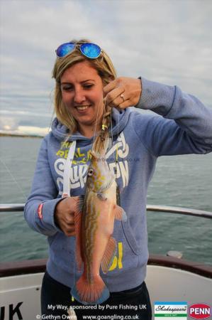 2 lb Cuckoo Wrasse by Sian
