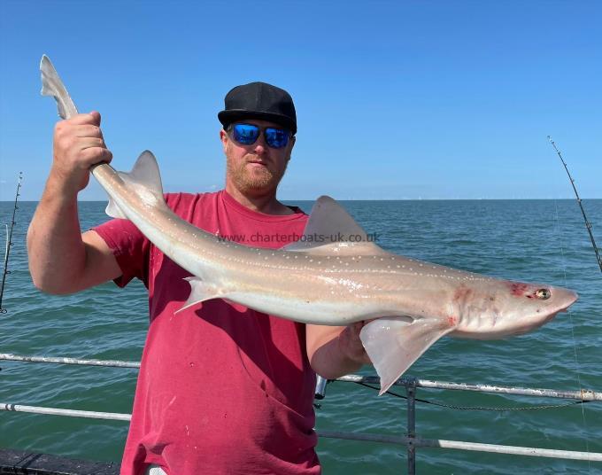 10 lb Starry Smooth-hound by Unknown