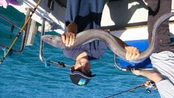 6 lb Conger Eel by sean alger