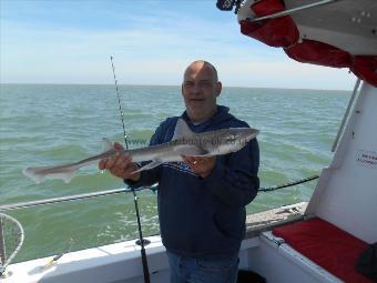 4 lb Starry Smooth-hound by Martin