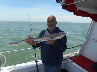 4 lb Starry Smooth-hound by Martin