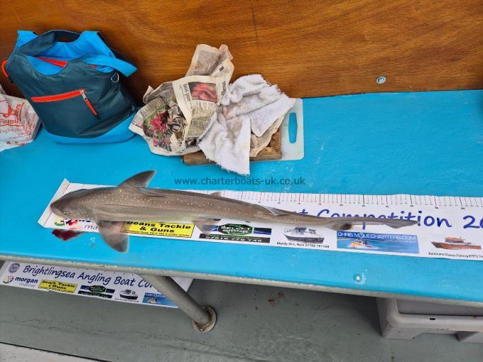 5 lb Smooth-hound by Unknown