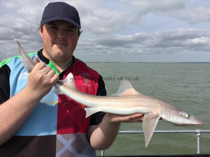 4 lb Starry Smooth-hound by Charlie from ramsgate