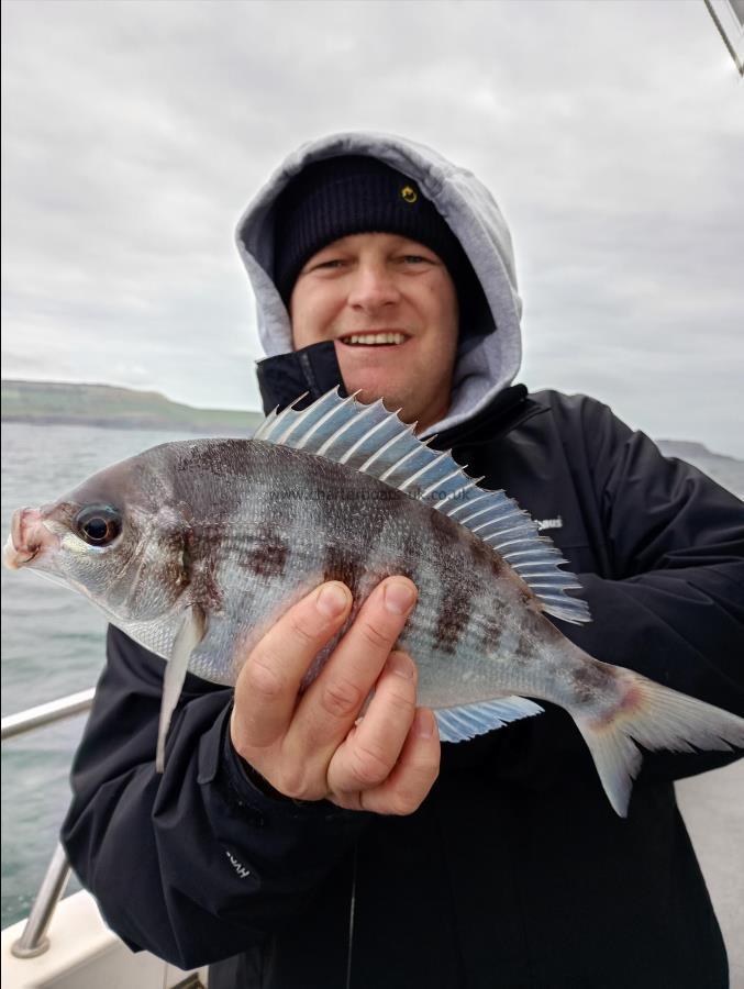 1 lb Black Sea Bream by Unknown