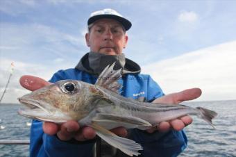 1 lb Grey Gurnard by Jim