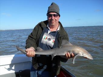 5 lb Starry Smooth-hound by Name to follow