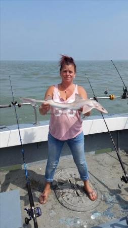 3 Kg Smooth-hound by Dawn Parrott