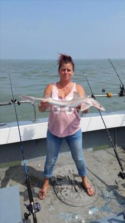 3 Kg Smooth-hound (Common) by Dawn Parrott