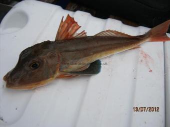 1 lb 2 oz Tub Gurnard by Unknown