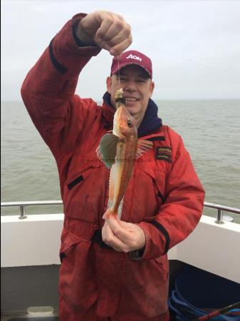 1 lb Tub Gurnard by Bob Gosling