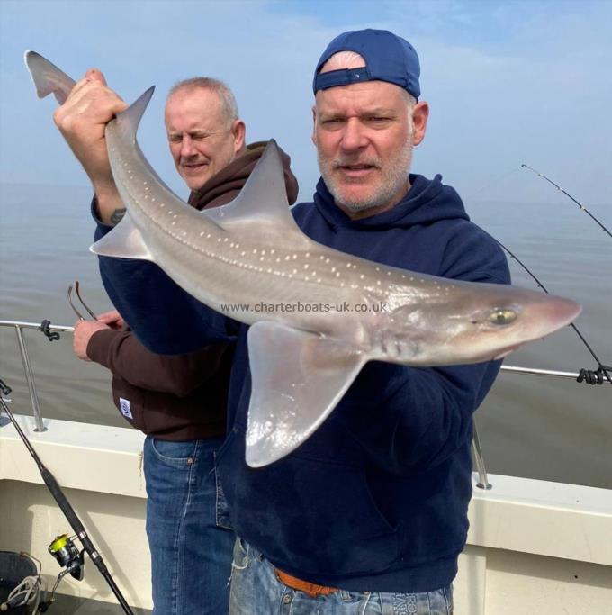 7 lb Starry Smooth-hound by Unknown