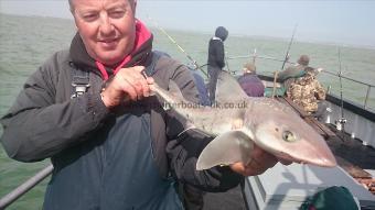 3 lb 7 oz Smooth-hound (Common) by John from Broadstairs