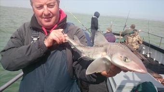 3 lb 7 oz Smooth-hound by John from Broadstairs