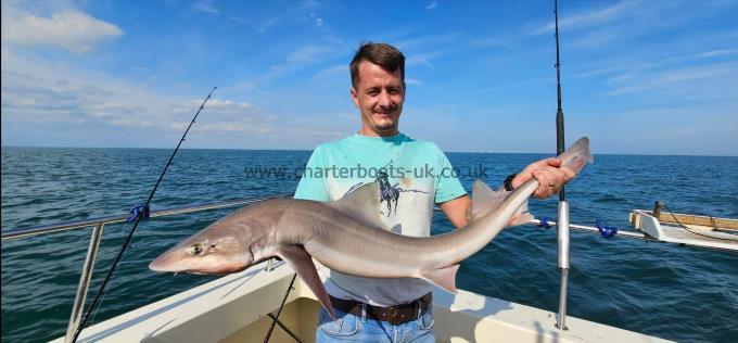 15 lb 2 oz Starry Smooth-hound by Lucian