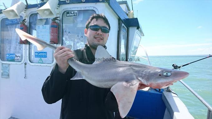 8 lb 5 oz Starry Smooth-hound by Dave from Essex