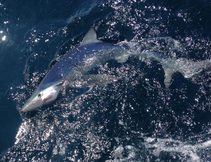 120 lb Blue Shark by Jacob P