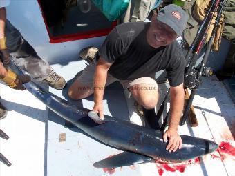 60 lb Blue Shark by Unknown