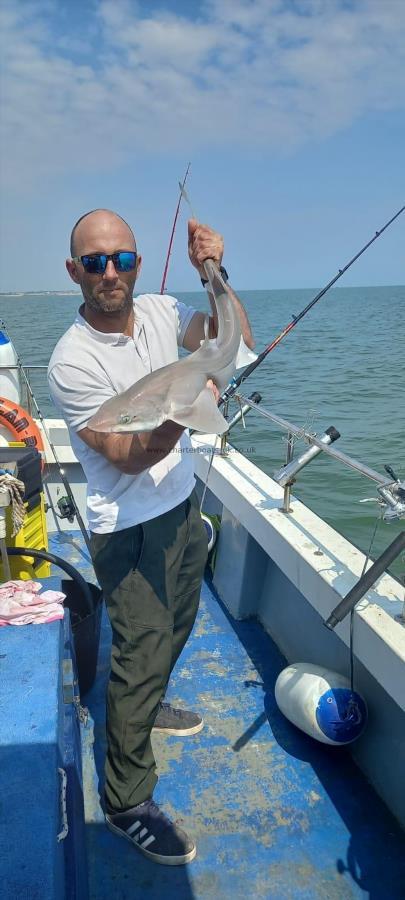 7 lb Smooth-hound by Unknown