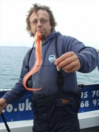 4 oz Red Band Fish by Neil Cottington