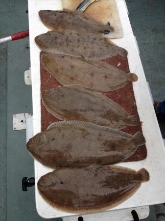 2 lb 14 oz Dover Sole by Unknown