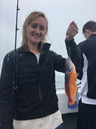 1 lb Cuckoo Wrasse by Unknown