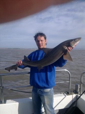 17 lb 10 oz Starry Smooth-hound by chris dezulian