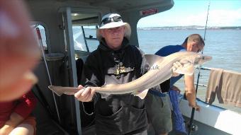 10 lb Starry Smooth-hound by keith bainton