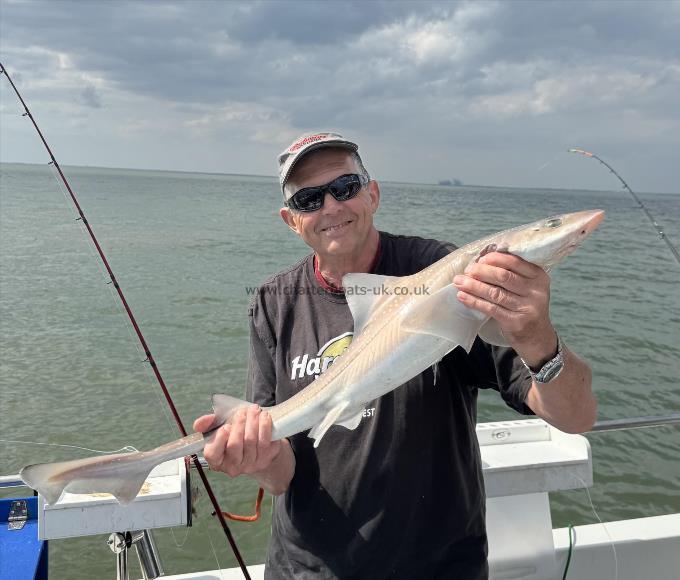 6 lb Starry Smooth-hound by Alan