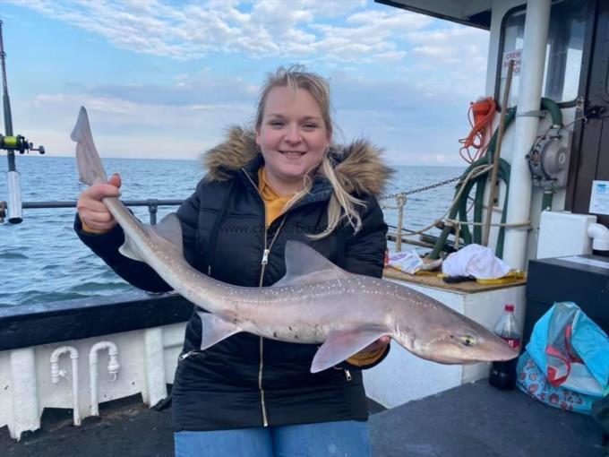 10 lb Starry Smooth-hound by Unknown