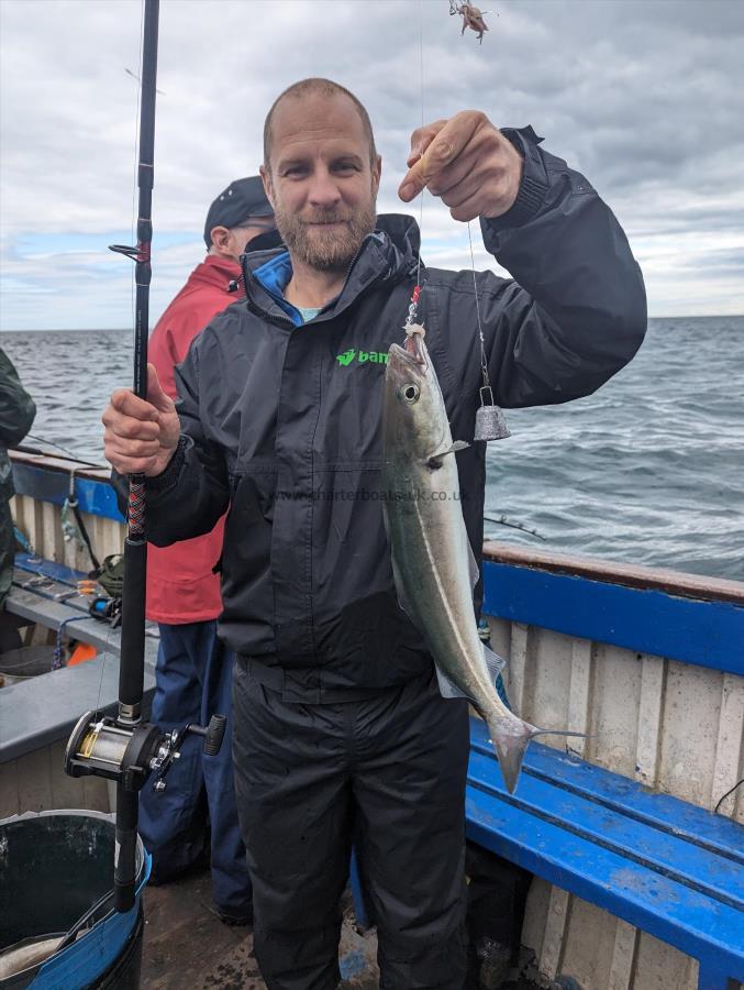 3 lb 2 oz Coalfish (Coley/Saithe) by Unknown