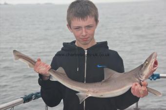 8 lb Starry Smooth-hound by Nathan