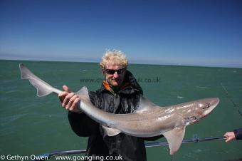 15 lb Starry Smooth-hound by James
