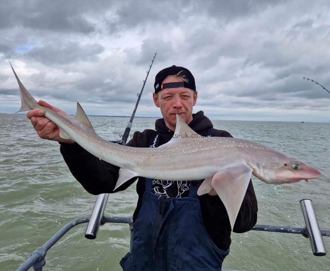 7 lb Smooth-hound by Unknown