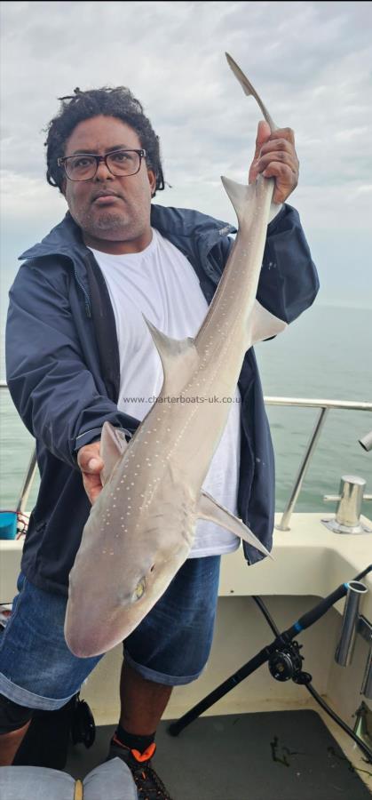 14 lb 2 oz Starry Smooth-hound by Jude