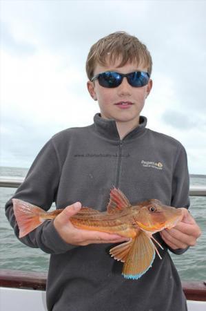 1 lb 8 oz Tub Gurnard by Luke