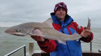 14 lb Starry Smooth-hound by Unknown